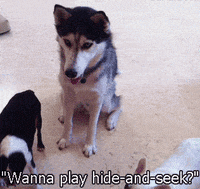 Best Hide Gifs Primo Gif Latest Animated Gifs