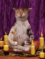 Cat Meditation GIF