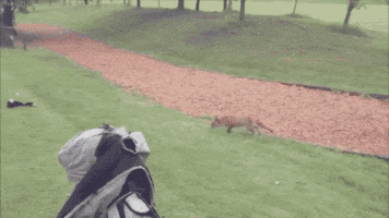 golf fox GIF