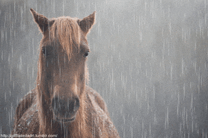 Image result for horses in the rain