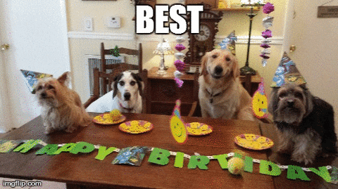 Funny Dog Birthday Gif