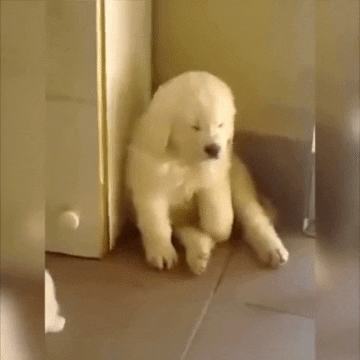 american-kennel-club  GIF
