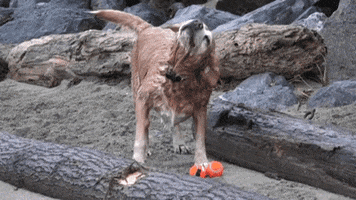 dog motion shaking