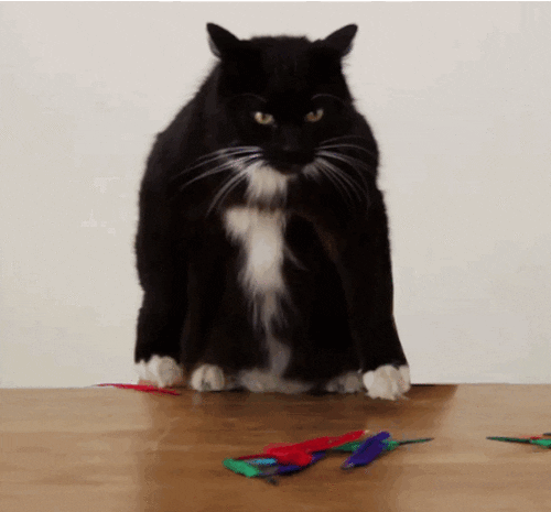 laser cat animated gif