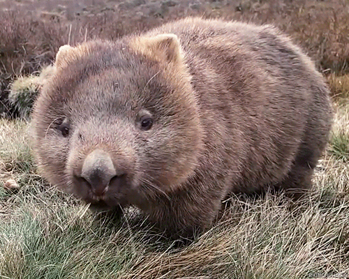 Wildlife Wombat GIF