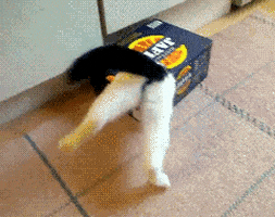 Video gif. Black and white cat is stuck in a hole in a small box. Its back legs kick in the air as it tries to get itself unstuck.