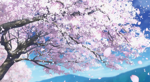 35+ Ide Gambar Animasi Bunga Sakura Berguguran
