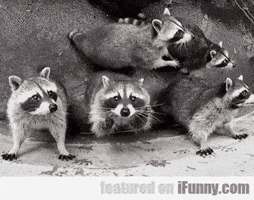 racoon GIF
