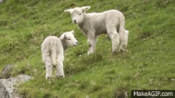 Lamb GIF