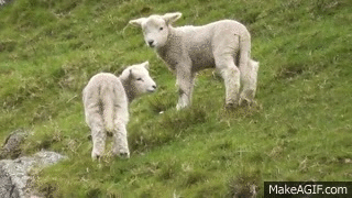 Texel-sheep GIFs - Get the best GIF on GIPHY