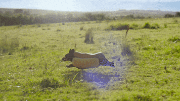 super bowl commercials 2016 GIF by Heinz Ketchup