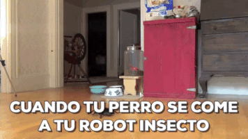 teslabem robot vs dog GIF