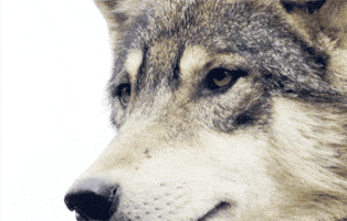 wolf GIF