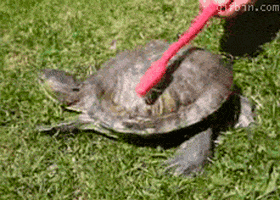 shake it dancing GIF