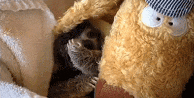 sloth touching GIF