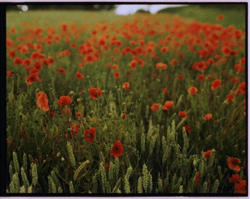poppy gif