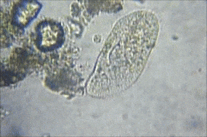 biology microscope GIF