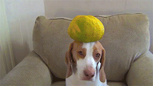 Dog Balance GIF
