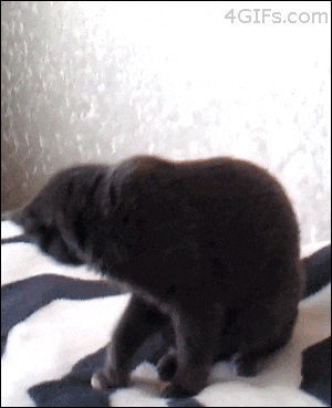 giphy.gif?cid=790b76118e0419c77afe9a818d