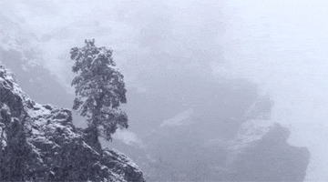 Video gif. Snow falls around the side of a mountain, where a lone tree is growing.
