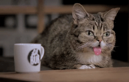 Tired Lil Bub GIF by Internet Cat Video Festival - Find & Share on GIPHY