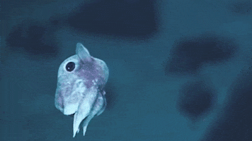 Sea Creature Ocean GIF