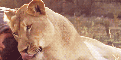 lion lioness GIF