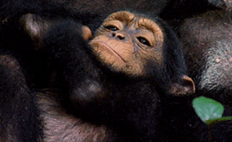 monkey GIF