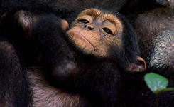 Baby Monkey GIF