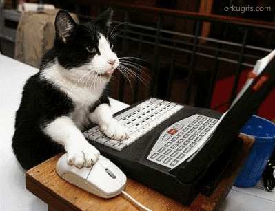 Cat using a computer