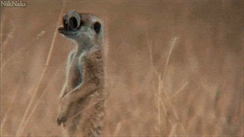 googly eyes meerkat GIF