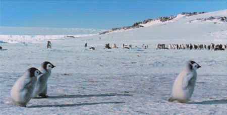 Penguin Running GIF - Find & Share on GIPHY