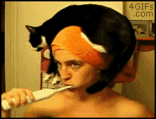 Cat Hat GIF