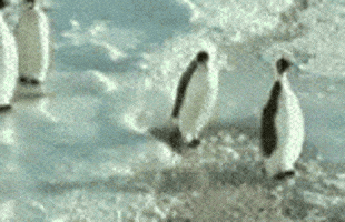 Penguin GIFs - Get the best GIF on GIPHY