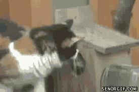 Hide And Seek Cat Gif By Cheezburger Find Share On Giphy