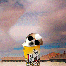 dogs this is ridic GIF by The BarkPost 