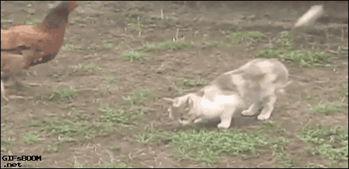 giphy.gif