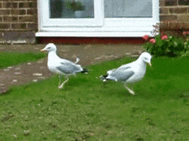 seagull kicking GIF