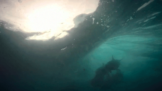 ocean dolphin GIF