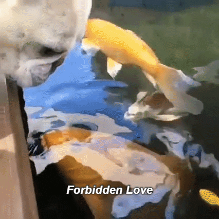 interspecies love GIF