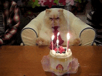Cat Birthday Cake GIFs - Find & Share on GIPHY