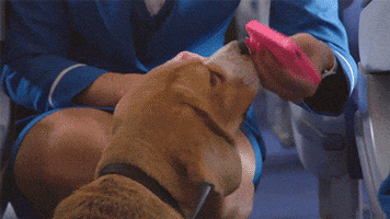 dogs puppies GIF by The BarkPost 