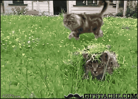 Ghillie suit GIFs , Get the best GIF on GIPHY