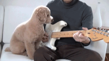 dog guitar GIF