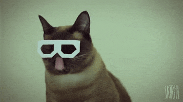 cat glasses GIF