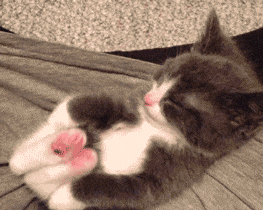 cute cat GIF