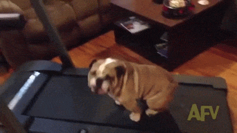 Perro haciendo ejercicio porque es su objetivo SMART
