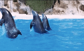 Dolphin Ride GIFs - Find & Share on GIPHY