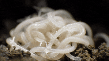 stevelordpottyreekie centipedes baby centipedes GIF