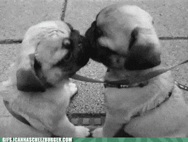 dog kissing GIF